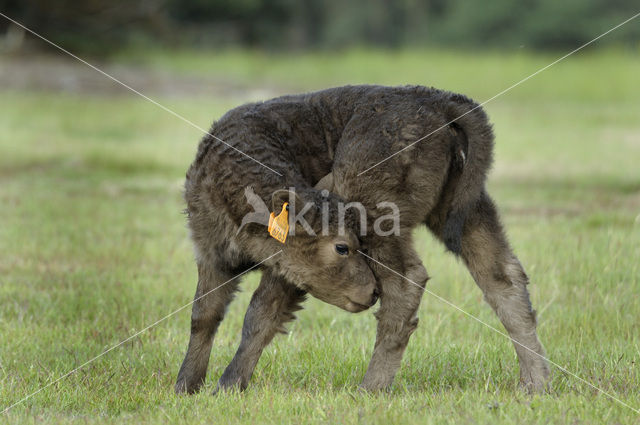 Galloway Cow (Bos domesticus)