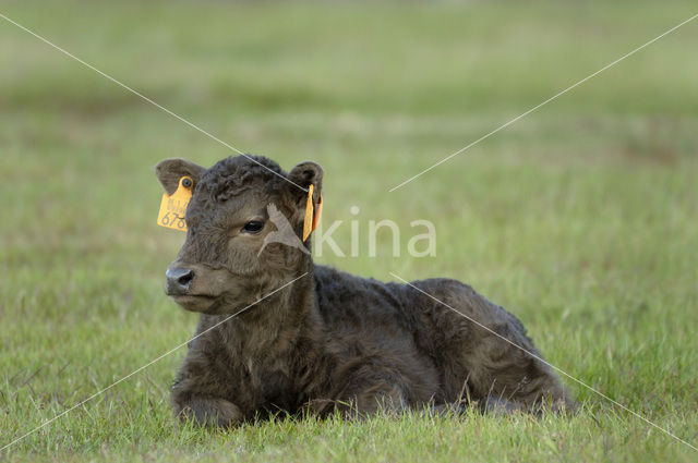 Galloway Koe (Bos domesticus)