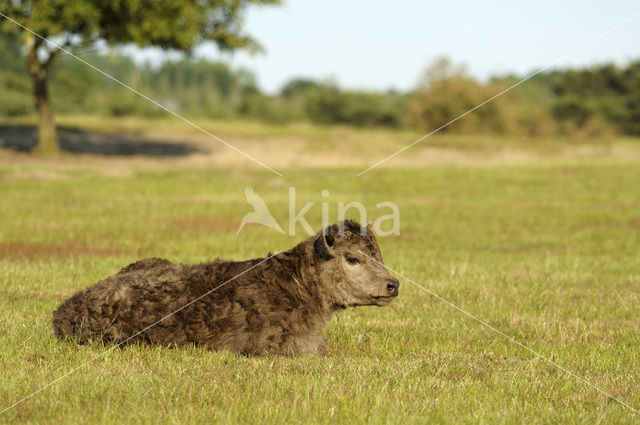 Galloway Koe (Bos domesticus)