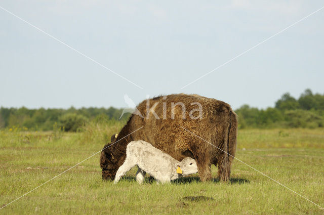 Galloway Koe (Bos domesticus)