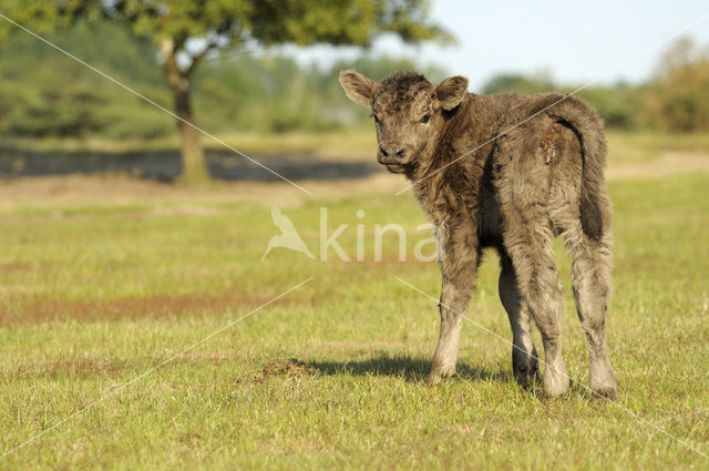 Galloway Koe (Bos domesticus)