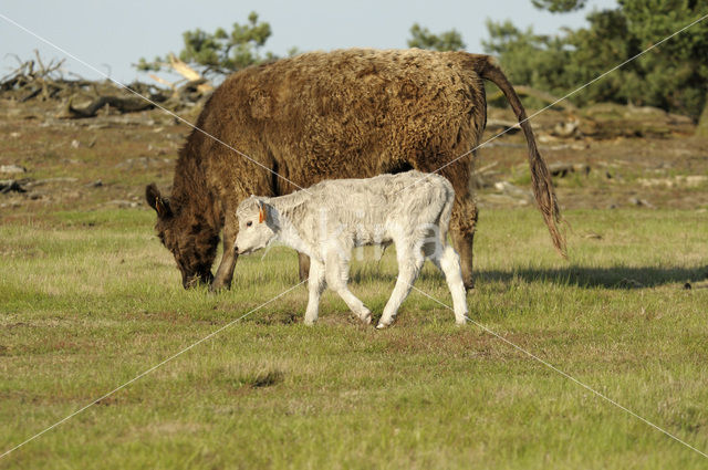 Galloway Koe (Bos domesticus)