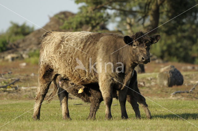 Galloway Koe (Bos domesticus)