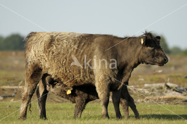 Galloway Koe (Bos domesticus)