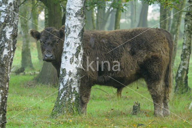 Galloway Koe (Bos domesticus)