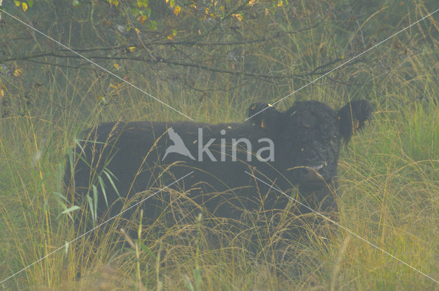 Galloway Cow (Bos domesticus)