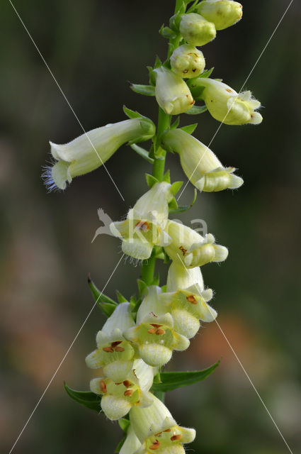 straw foxglove (Digitalis lutea)