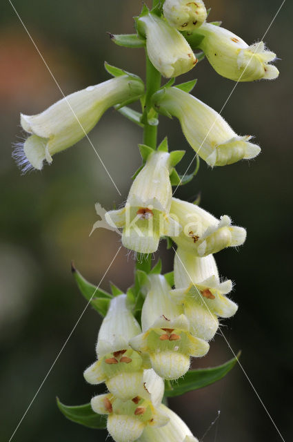 Geel vingerhoedskruid (Digitalis lutea)