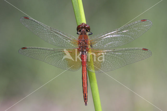 Geelvlekheidelibel (Sympetrum flaveolum)