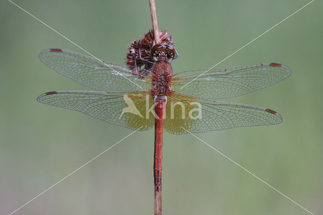 Yellow-winged Darter (Sympetrum flaveolum)