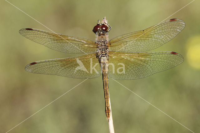 Geelvlekheidelibel (Sympetrum flaveolum)