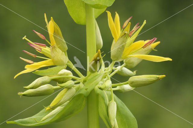 Gele gentiaan (Gentiana lutea)