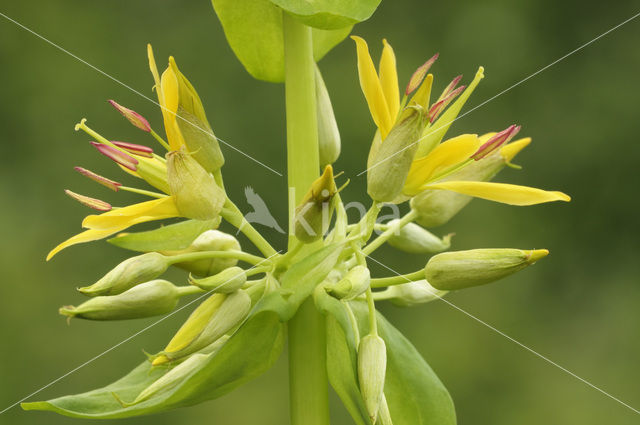 Gele gentiaan (Gentiana lutea)