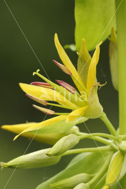 Yellow Gentian (Gentiana lutea)