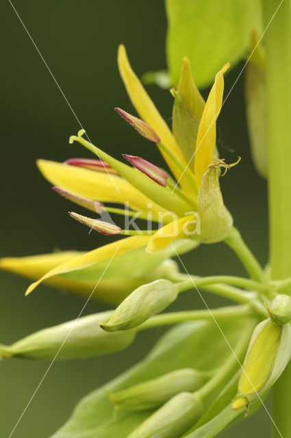 Yellow Gentian (Gentiana lutea)