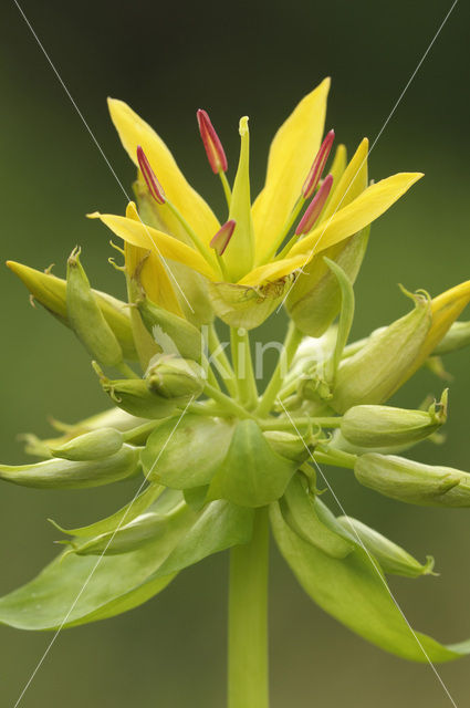 Yellow Gentian (Gentiana lutea)