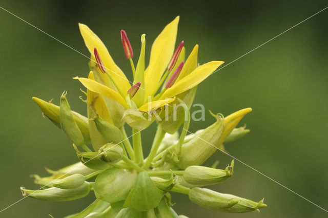 Yellow Gentian (Gentiana lutea)