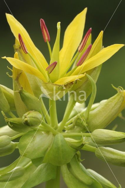 Gele gentiaan (Gentiana lutea)