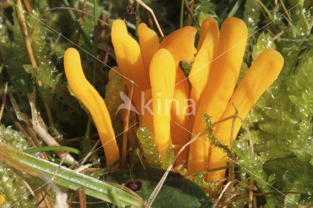 Yellow club (Clavulinopsis helveola)