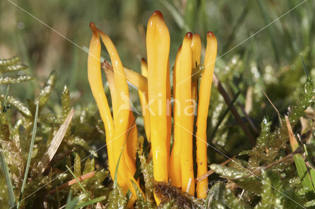 Yellow club (Clavulinopsis helveola)