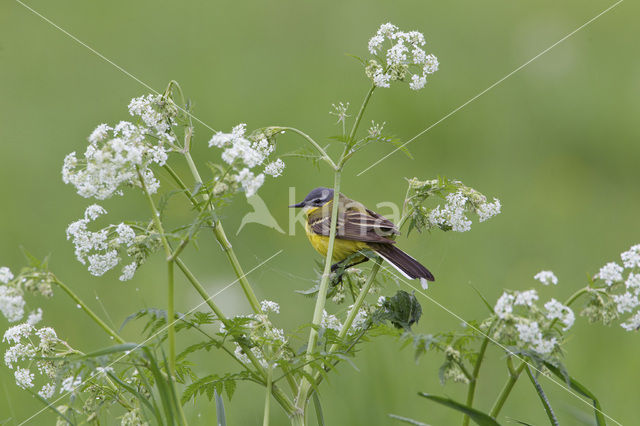 Yellow Wagtail (Motacilla flava)