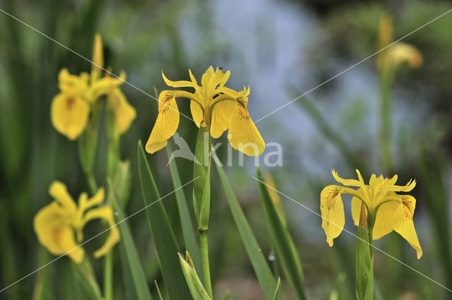 Gele lis (Iris pseudacorus)