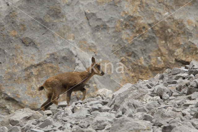 Chamois (Rupicapra rupicapra)