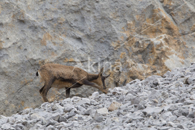 Chamois (Rupicapra rupicapra)