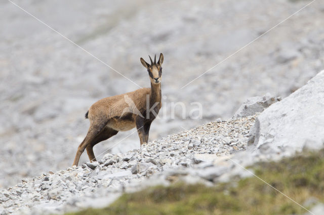 Chamois (Rupicapra rupicapra)