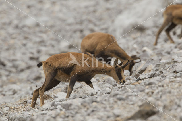 Chamois (Rupicapra rupicapra)