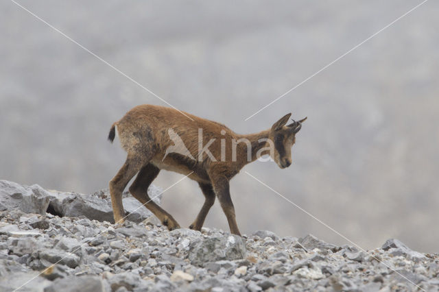 Chamois (Rupicapra rupicapra)