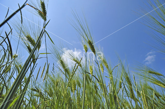 Six-row Barley (Hordeum vulgare)