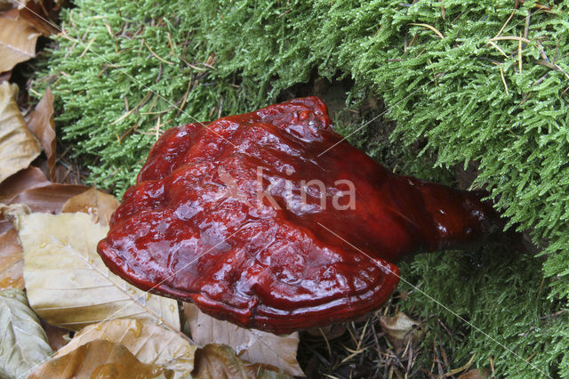 Gesteelde lakzwam (Ganoderma lucidum)