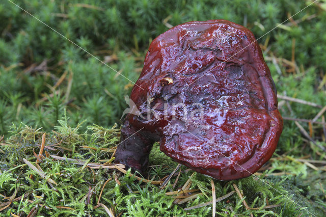 Gesteelde lakzwam (Ganoderma lucidum)