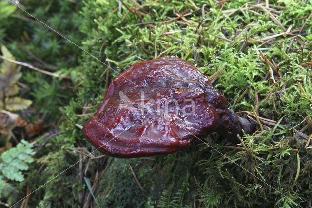 Gesteelde lakzwam (Ganoderma lucidum)