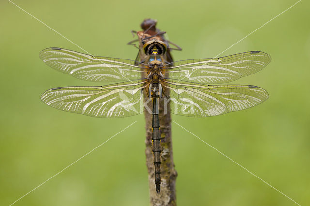 Gevlekte glanslibel (Somatochlora flavomaculata)