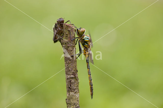 Gevlekte glanslibel (Somatochlora flavomaculata)