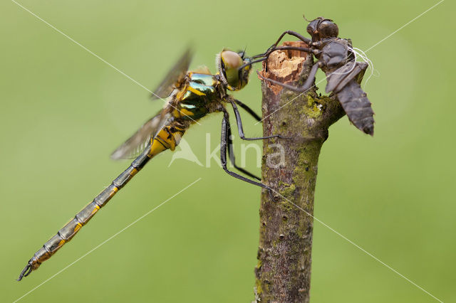 Yellow-spotted Dragonfly (Somatochlora flavomaculata)