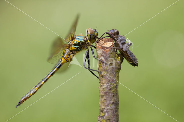 Yellow-spotted Dragonfly (Somatochlora flavomaculata)