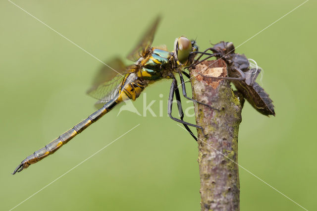 Yellow-spotted Dragonfly (Somatochlora flavomaculata)