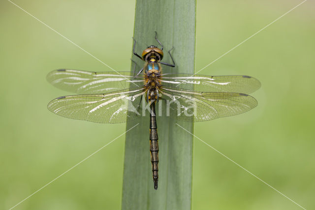 Gevlekte glanslibel (Somatochlora flavomaculata)