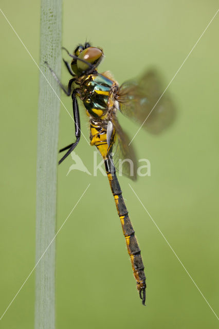 Gevlekte glanslibel (Somatochlora flavomaculata)