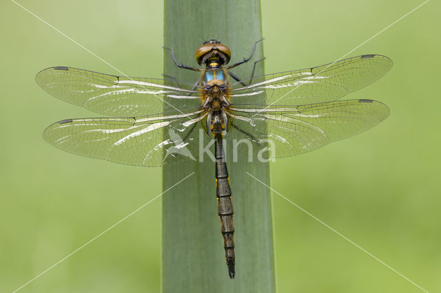 Gevlekte glanslibel (Somatochlora flavomaculata)