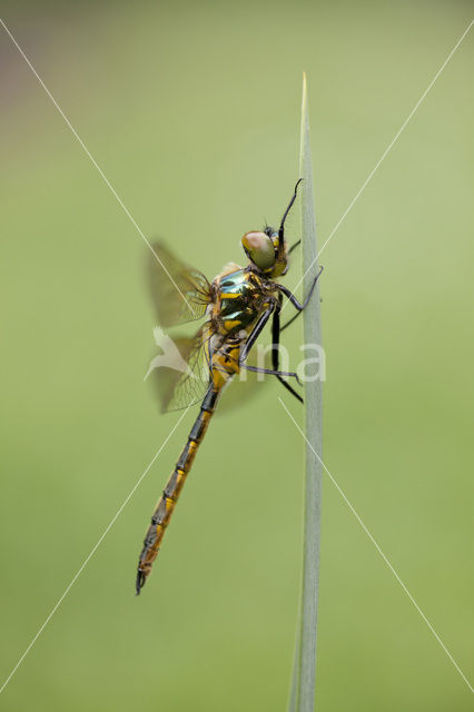 Gevlekte glanslibel (Somatochlora flavomaculata)