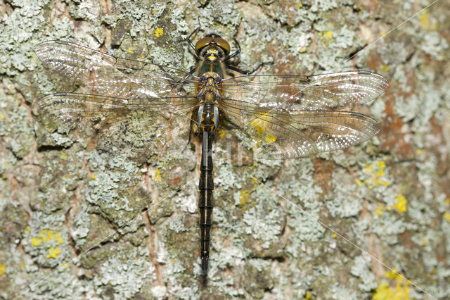 Gevlekte glanslibel (Somatochlora flavomaculata)