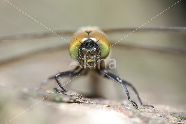 Gevlekte glanslibel (Somatochlora flavomaculata)