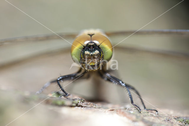 Gevlekte glanslibel (Somatochlora flavomaculata)