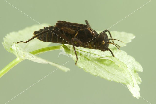 Gevlekte glanslibel (Somatochlora flavomaculata)