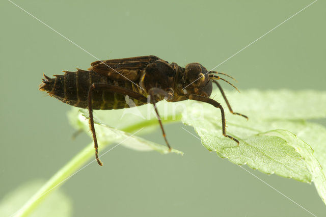 Gevlekte glanslibel (Somatochlora flavomaculata)