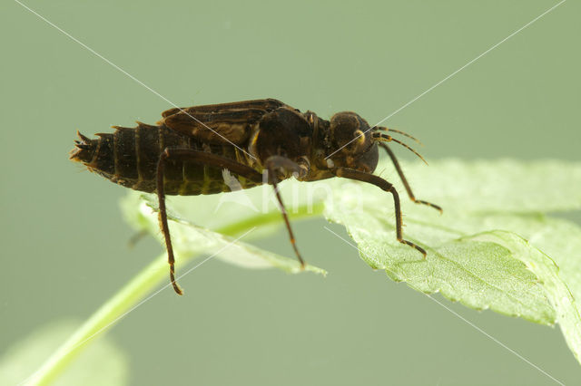 Yellow-spotted Dragonfly (Somatochlora flavomaculata)